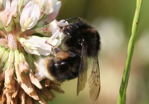Bombus soroeensis soroeensis